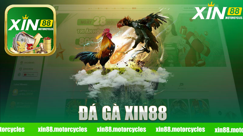 Đá Gà nhà cái XIN88 - Khám Phá Thế Giới Đá Gà Trực Tuyến Từ Nơi Bắt Đầu